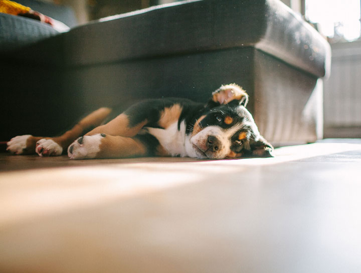 traverse mountain pet care