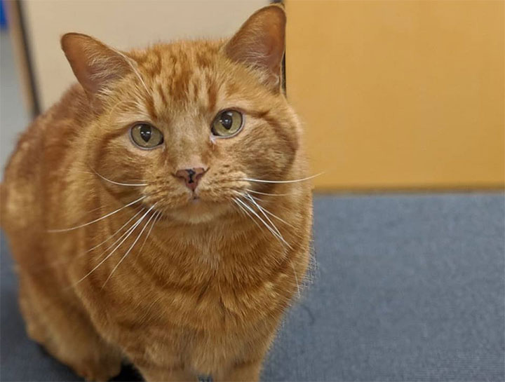 Preventive Care for Cats