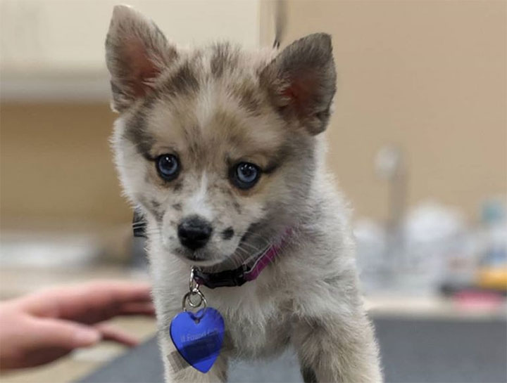 Puppy & Kitten Care
